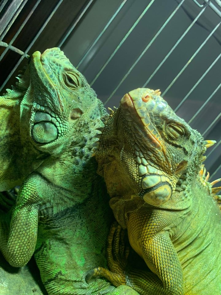 Fabletics Reviews 1,986 Reviews of Sitejabber