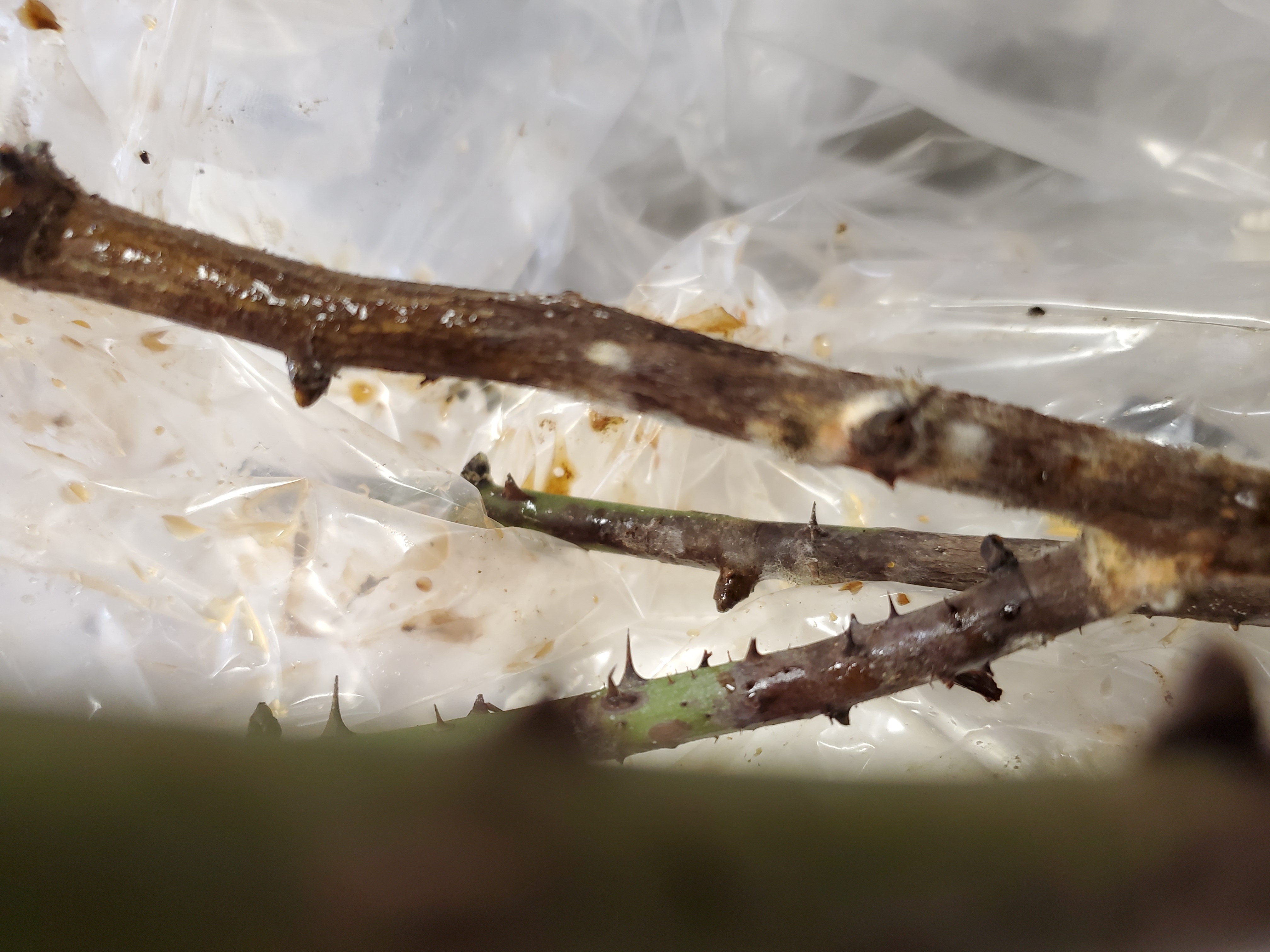 Gurney's Reviews 61 Reviews of Sitejabber