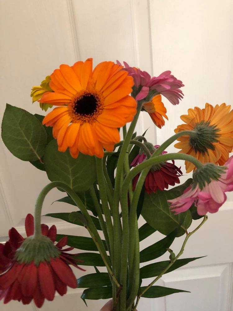 Lovely Flora World Reviews 371 Reviews of