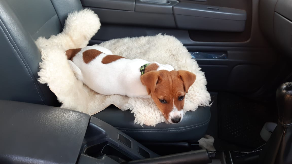 TrainPetDog Reviews 355 Reviews of Sitejabber