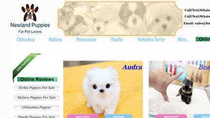 BuyPuppiesOnline
