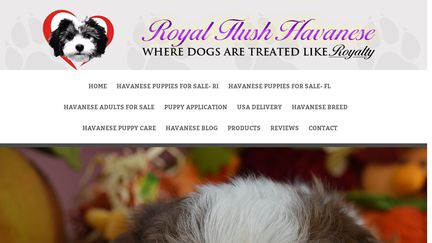 Royal Flush Havanese