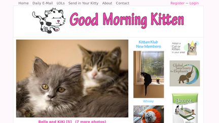 TheDailyKitten